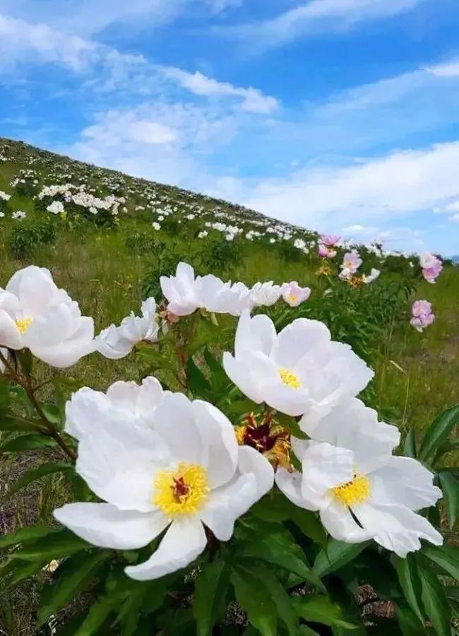 春天，心花开在美丽的草原上