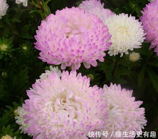 比月季还美的花,开花一大把,秋天正是欣赏季节!