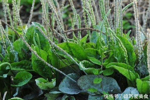 常吃车前草好处多,除了抗菌消炎外,竟还有白捡的三大好处