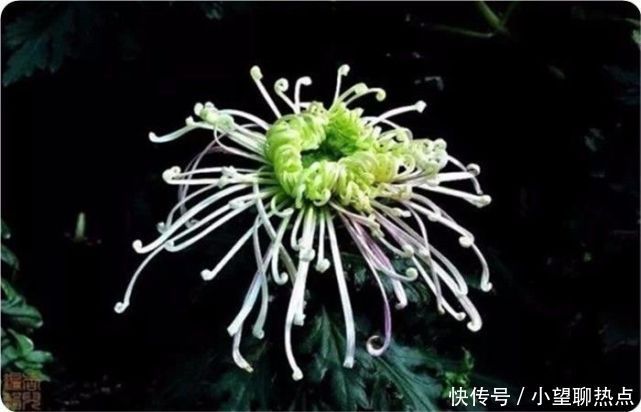 我花开后百花杀，满城尽带黄金甲！50句菊花诗，美到心醉！