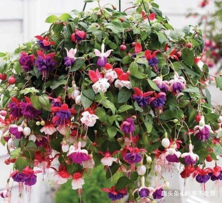 漂亮|养花就养个花期长的,花大色艳,开花多、长期长,漂亮又好养!