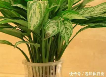 二手烟|这三种绿植堪称二手烟的天敌,居家养一盆,空气清新健康无忧