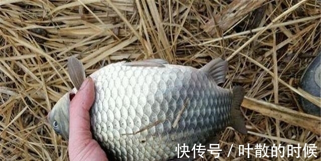 初冬野钓大鲫鱼,聚鱼留鱼很关键,把握好这2点,“爆护”并不难