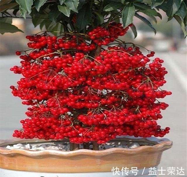 金钱树|年底选年宵花,别落下3种招财花,象征好寓意