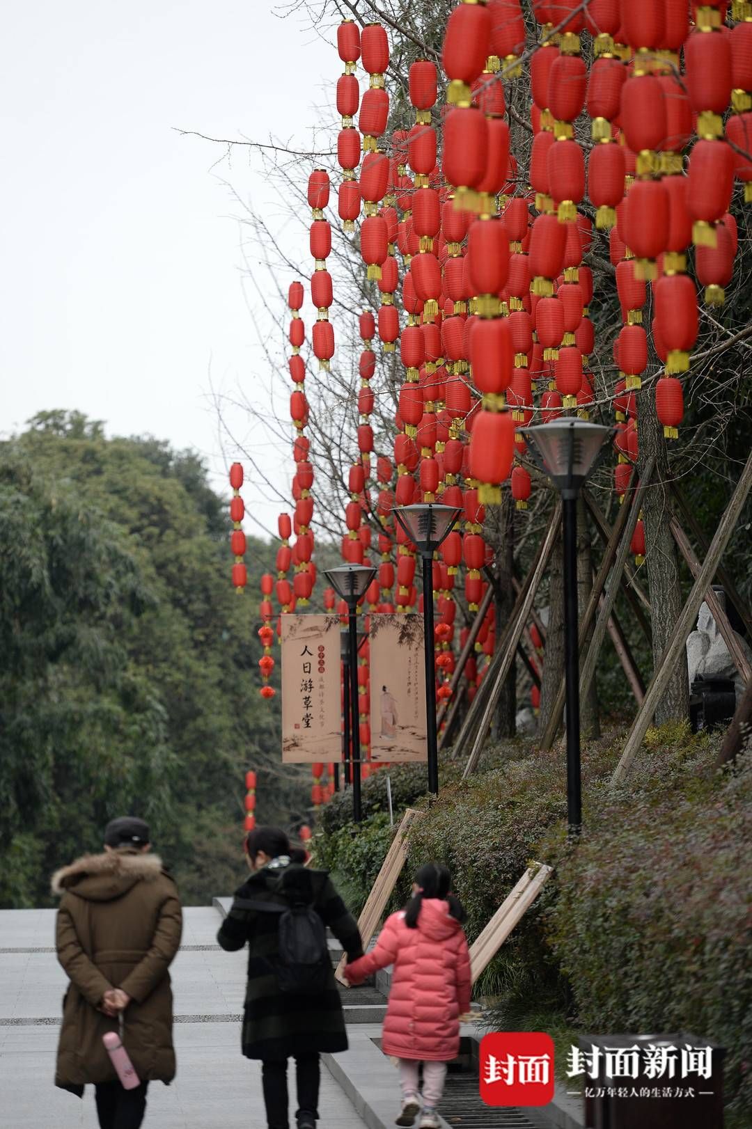 杨涛|春花灯笼相伴 成都街头年味浓