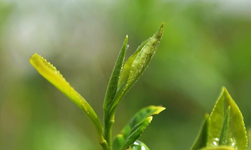 划分|什么茶适合长期喝？