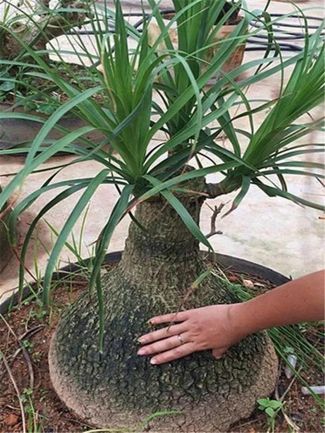 开花|6种漂亮花，都有“大肚子”，吸一次水一个月不浇，天热狂开花
