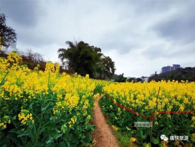 内自边界行——漫步威远河畔的油菜花田