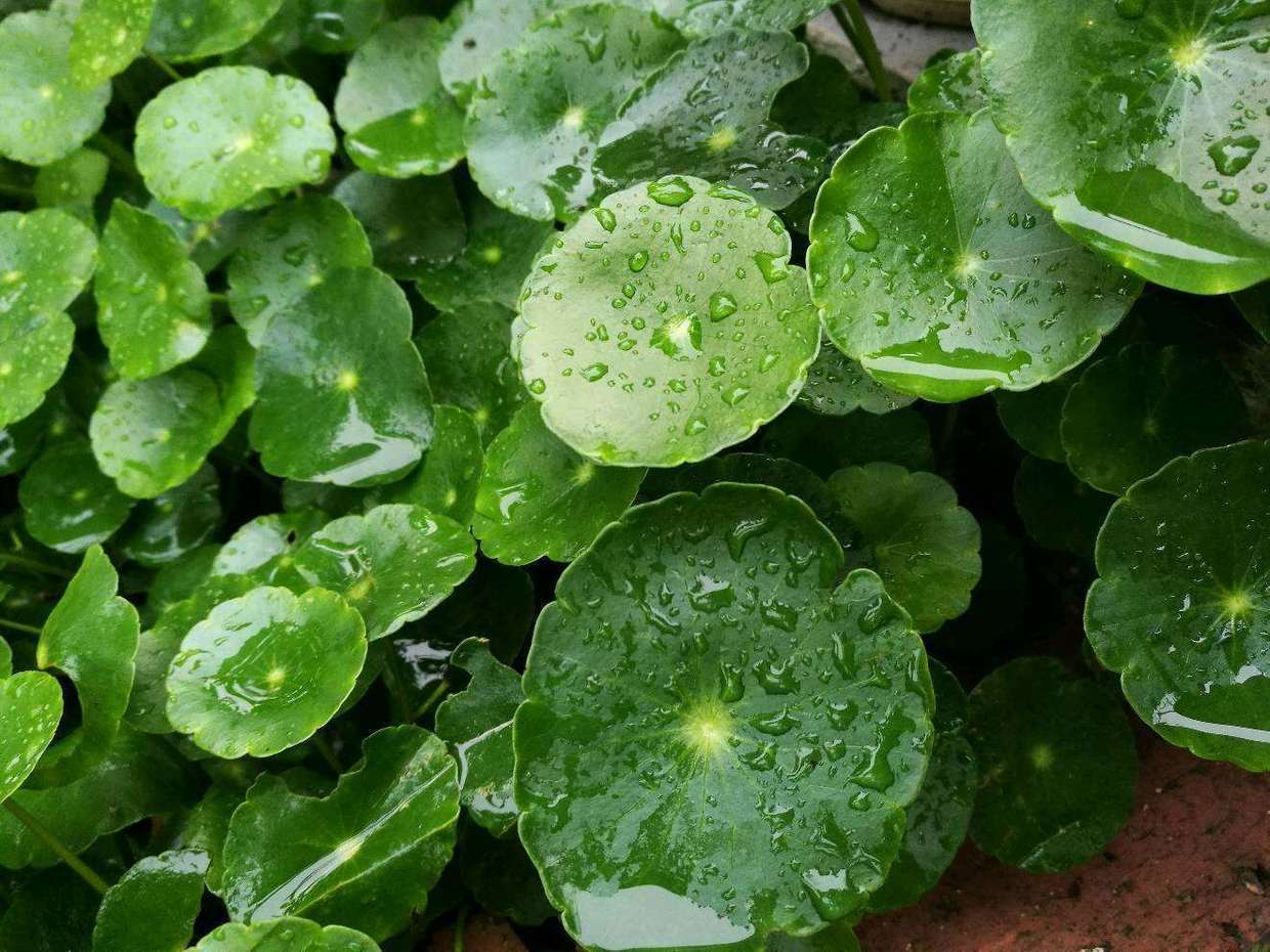 铜钱草叶子枯黄,没精神,是不是快要枯萎了