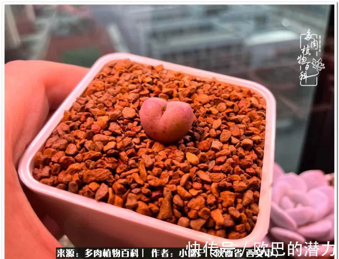 从景天到水泡和肉锥,那些年阳台种植多肉的历程!