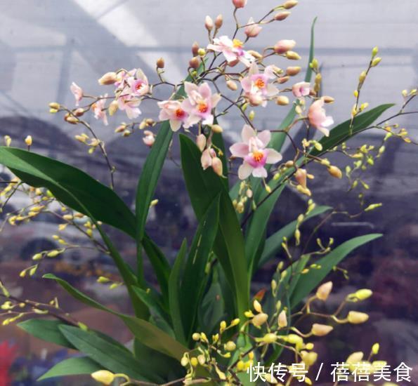 叶片|6款花现在养一盆正当时,价格便宜好养护,春节前后开满花