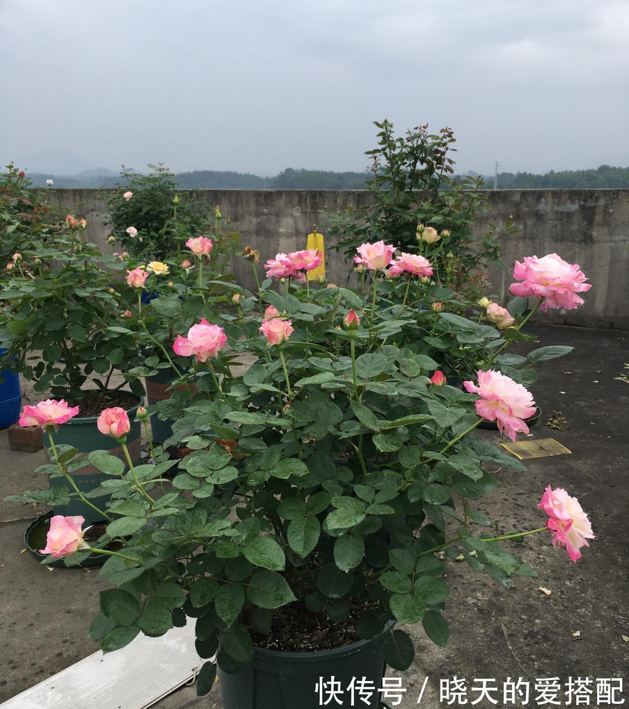 月季花|月季花界的“天使”,自带仙气,浓香四溢,丰花勤花,阳台也能种