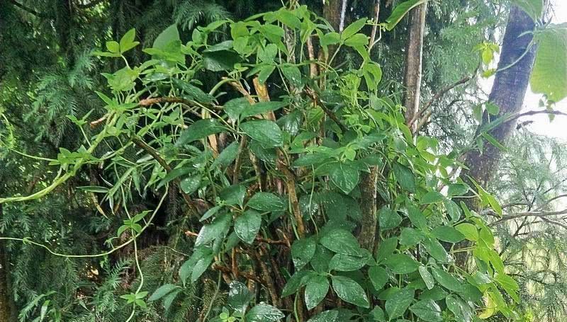 它叫“參”卻不是人參，長(zhǎng)在路邊過去常忽視，目前3元一兩