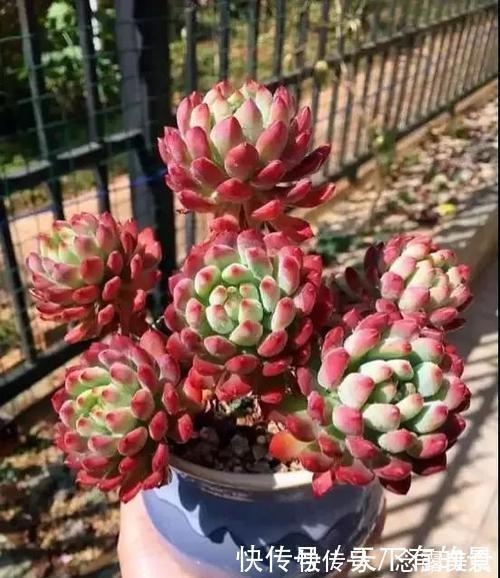 发财树|天热了,4种花不适合“富养”,少肥少水才能安全度夏,长得健壮