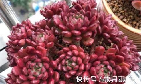 美美的多肉红宝石,颜色鲜红长成手捧花,原来是这样养出来的