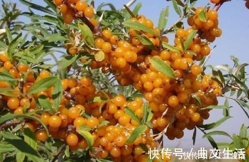 龙龙|婆婆带娃个头高,从未去过医院,奶奶说注意3点,孩子远离积食