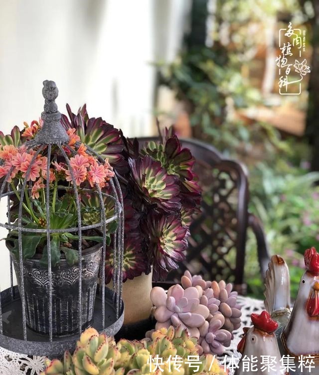 在茜的多肉小院里,花时间种快乐!在茜的多肉小院里,花时间种快乐!