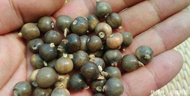 农村田野里随处可见的珠子,经常被拿来做手串,在城里却价值千金