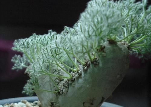 白皮|这4类多肉植物,终将被淘汰,因为价格实在太贵!