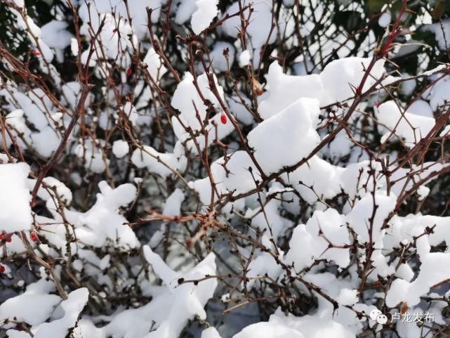 圆明园|雪后美景！