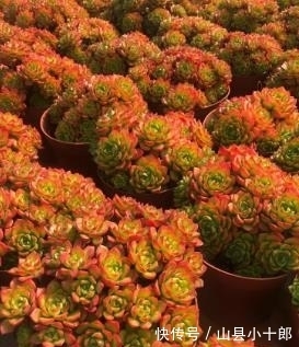 多肉蒂亚徒长了?狠心砍一刀,颜色红彤彤,养成小老桩!