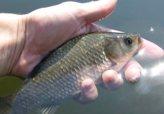 实用|夜钓的一些经验助你成功爆护,非常实用