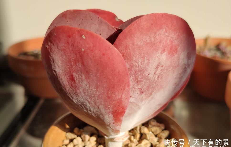 多肉叶面出现粘粘的东西?不要掉以轻心,极有可能是这四种原因