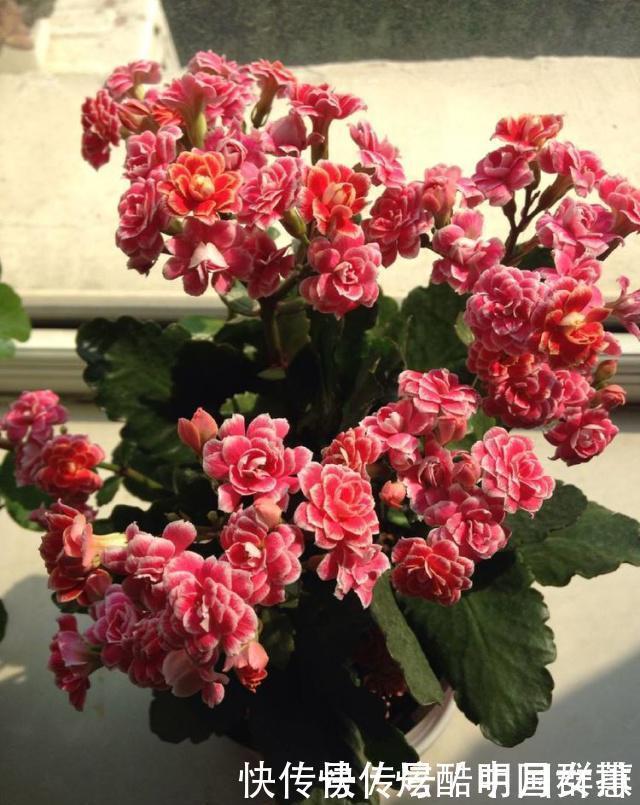 长寿花里的“5个经典品种”,各有各的美,看完都想养一盆