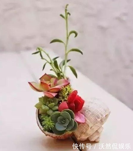 1物|花盆不用买随手拿“1物”，放点土进去，比买的花盆还好看！