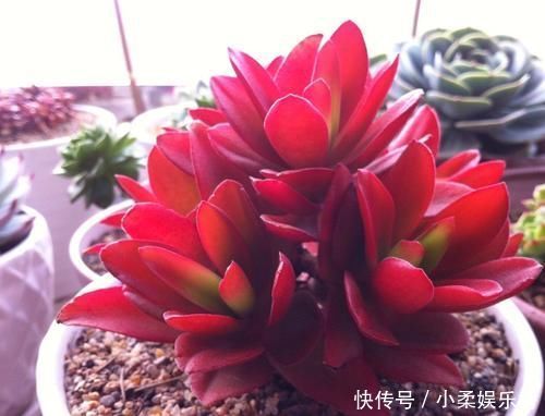 不怕晒的3种多肉,生命力强悍,轻松度夏,新手也能养好