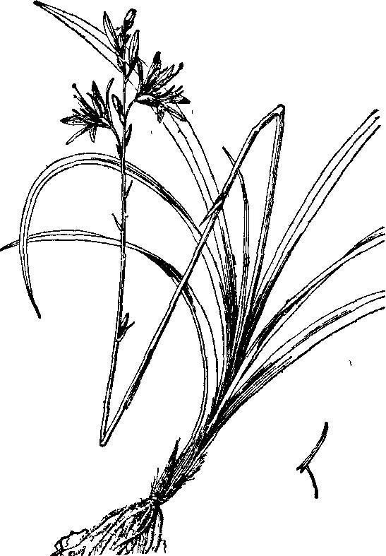 风湿|蛇咬药,见过吗?清热解毒,健脾利湿。主治风湿、毒蛇咬伤