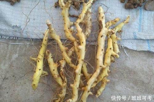 过山龙|农村一种平凡的野草,地下藏着“金不换”,泡酒是养生神器