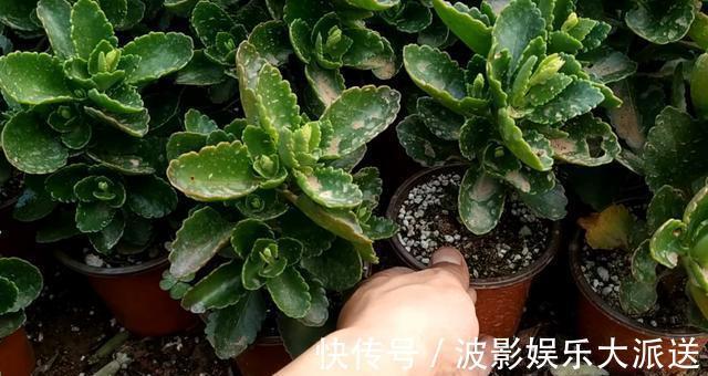 养花先“养根”,高手用一招,养出根系“一尺长”,开花特别旺