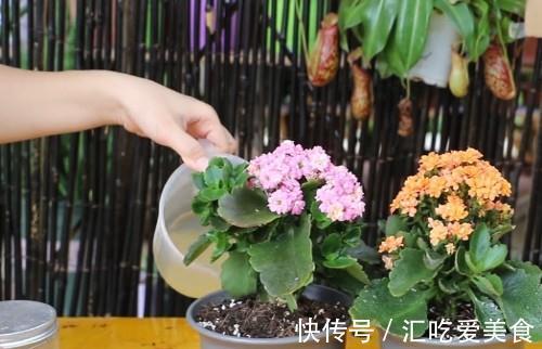 阳台上|长寿花“装菜”不开花？打开3个“小开关”，满满大花苞，开仨月