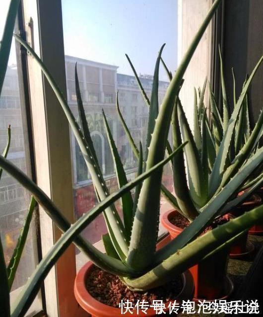 5种好养的长寿之花，轻松就能养活，几十年都不死，早看早知道