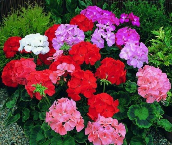 枯萎|天竺葵叶子明显枯萎？知道这些点，轻松养好天竺葵