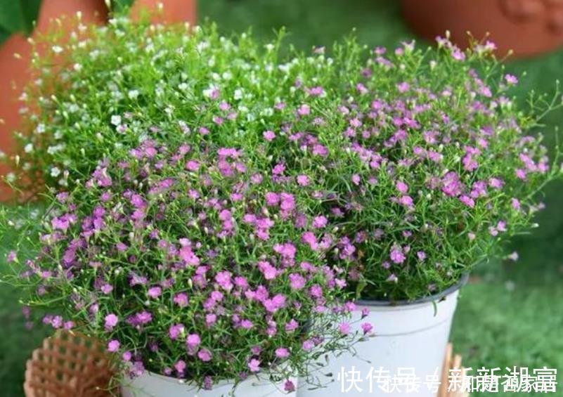 漂亮|4种花便宜漂亮又好养,10元买两盆,两月变成一阳台,天天有花赏