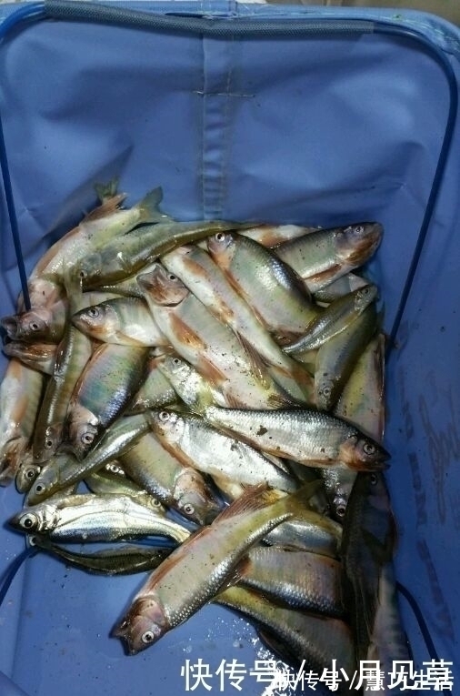 河道禁采砂后,一群桃花鱼迅速繁殖,数量极多,这是什么鱼