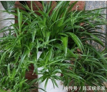 盆花|什么淘米水、啤酒水都不如它,“一勺”养爆一盆花,就怕你不认识