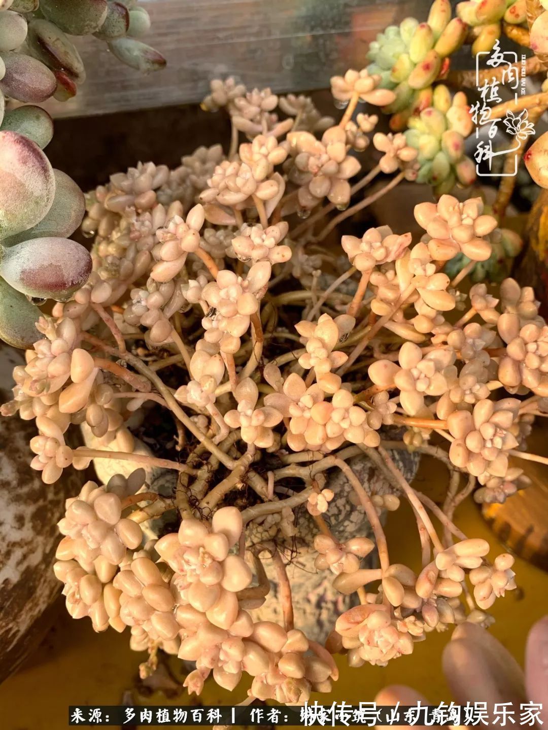 多肉住进暖棚，坦然越冬，放肆浇水，这个冬天有点甜！