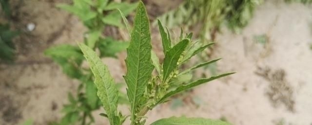 蛲虫病|得了“脚气”奇痒无比别慌,农村一常见野草,用它煮水帮您搞定