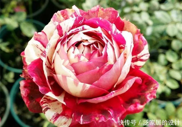 花友们，这花越养越上瘾，入坑成了品种控，家里开成花海洋