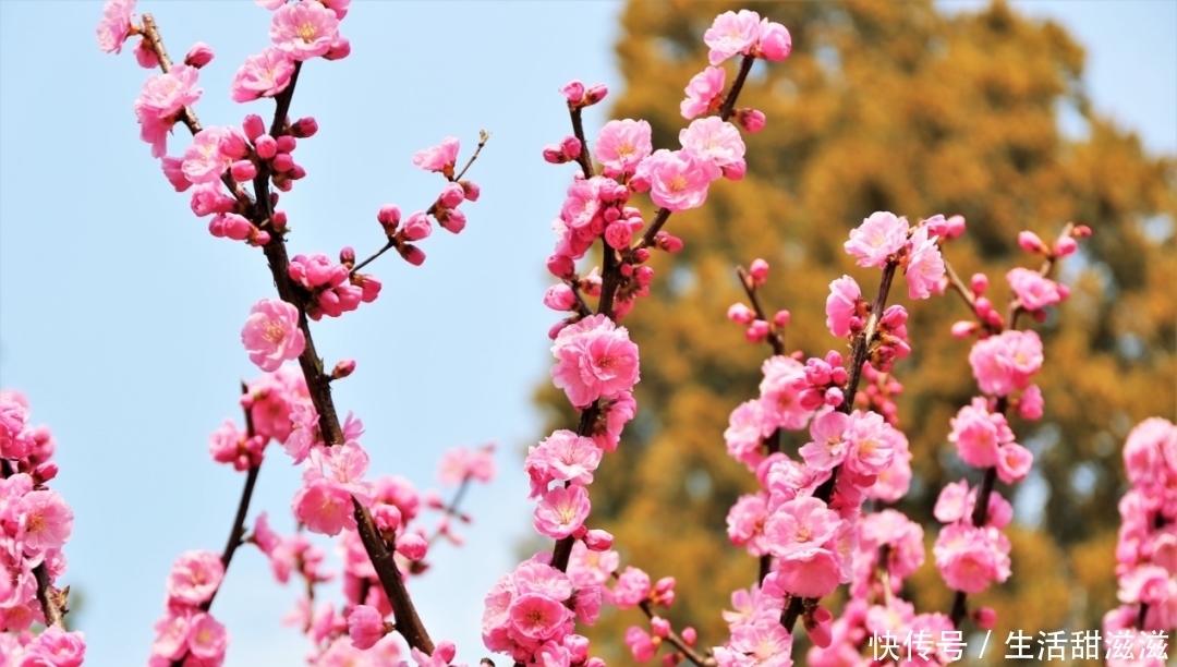 香山“云”赏花丨一树繁花——榆叶梅