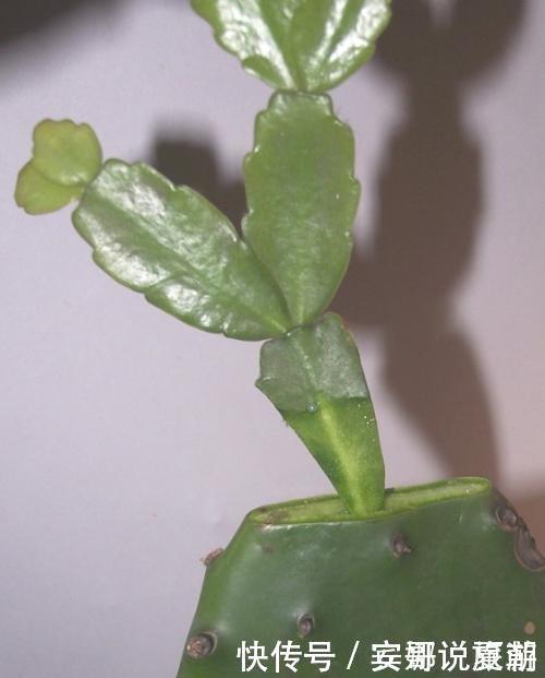 蟹爪兰|蟹爪兰嫁接仙人掌有什么好处，嫁接时需要注意什么