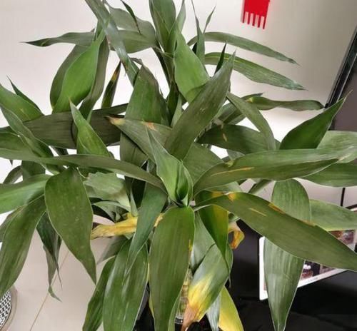 富贵竹枝叶泛黄怎么办从4个方面着手,使其远离黄叶烂根