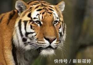 华嵒#故宫一幅怪画,画中猛虎如病猫,放大一看,却是它吓蔫了老虎