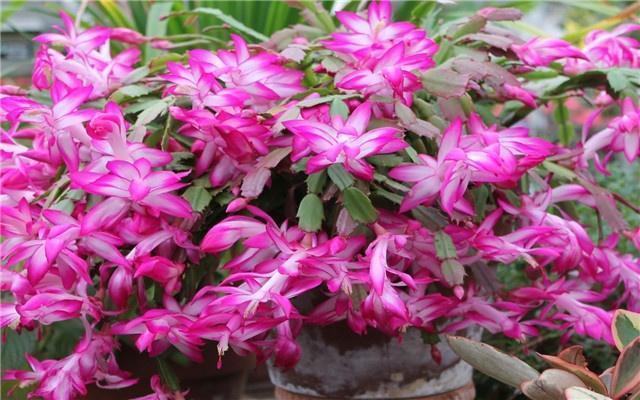 蟹爪兰花开后,做到1点,根系粗壮,来年开花成“花海”