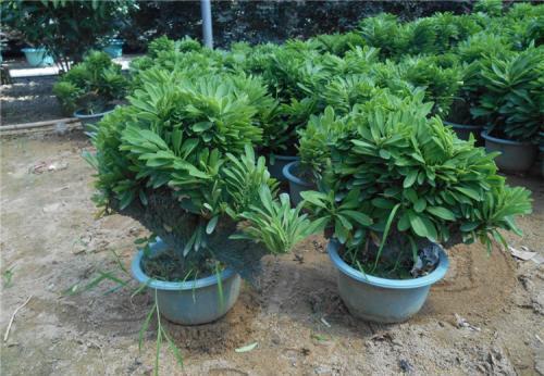 老花农都爱养的四大辟邪花卉,养一盆避邪镇宅,你家养了没?