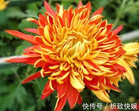 养盆“红菊”摆客厅,花朵有双色,便宜又好养,花一开“满屋红”