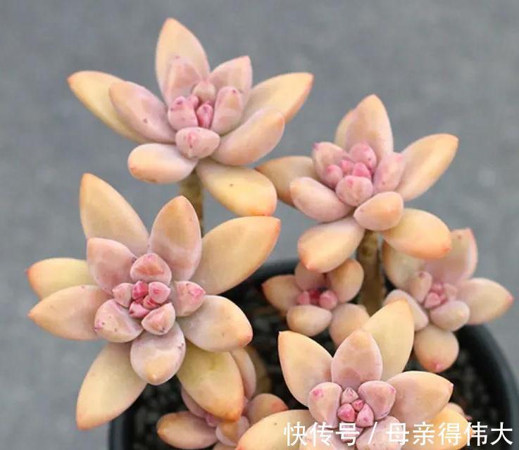 最好养的3种多肉,适合阳台党,上色快又漂亮